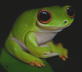 Just a frog